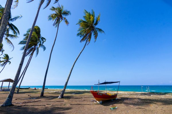 Comment organiser une expédition pour observer les orangs-outans à Bornéo: parcs et équipements recommandés?